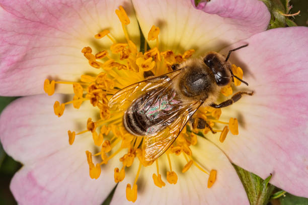 istock Bee pollinating dog-rose flowers in spring 1320519860