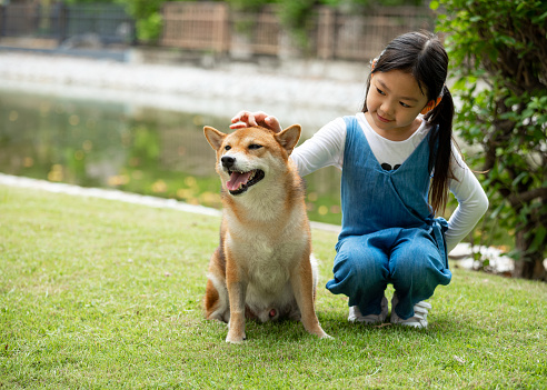 Young pretty Asian girl sitting and teasing hand to Brown Shiba dog on grass field in park with copy space