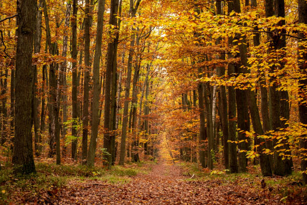 istock Colorful autumn time in forest 1320520911