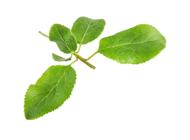 istock Plum leaves isolated on white background 1320521670