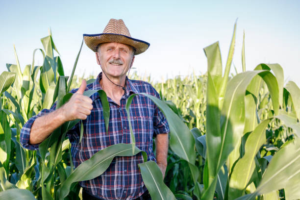 istock Satisfied senior farmer in the corn field 1320521855