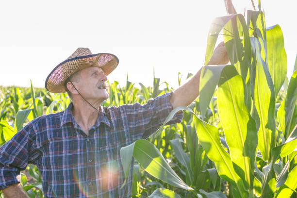 istock Senior farmer inspecting corn growing in the field 1320521866