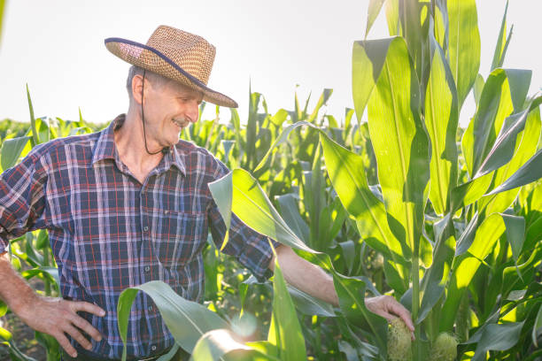 istock Senior farmer smiling while inspecting corn in the field 1320521867