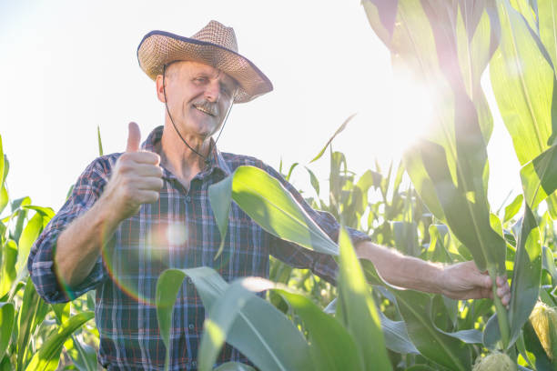 istock Senior farmer with thumb up standing in the corn maze 1320521890