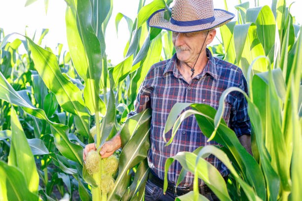 istock Senior farmer observing corn in the field 1320521907