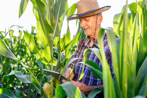 istock Smiling senior man standing in the cornfield and using digital tablet 1320521913