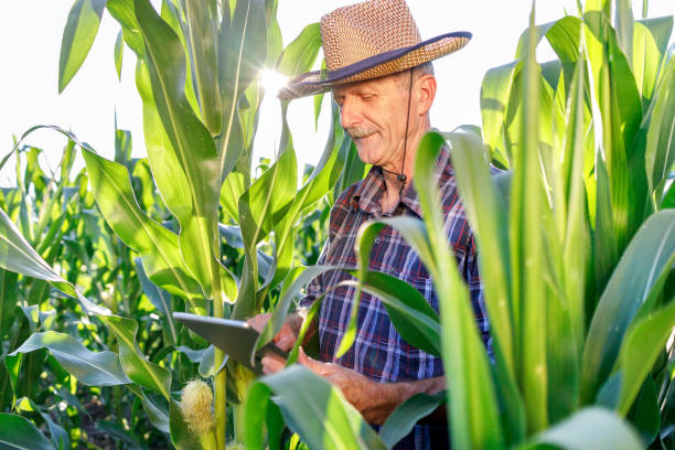 istock Senior farmer using digital tablet in the corn field and smiling 1320521949