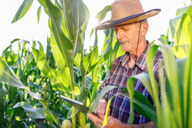 istock Sun shining on a farmer using digital tablet in the field 1320521975