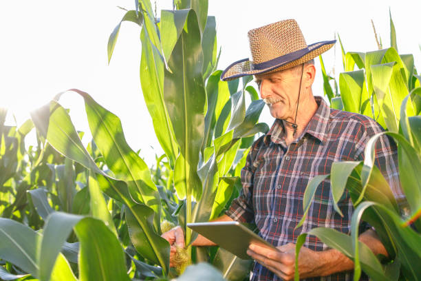 istock Farmer holding digital tablet and standing in the field of corn 1320522801