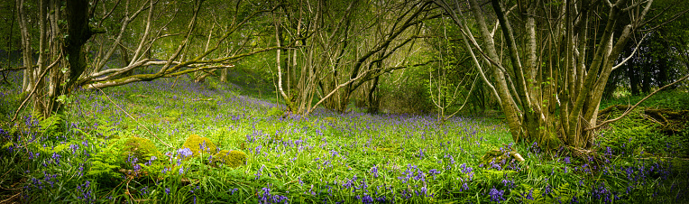 a wild bed of bluebells in beautiful idyllic forest setting, shot in panoramic on a dark day with lush wild foliage and twisted tree trunks, shot in County Antrim, Northern Ireland