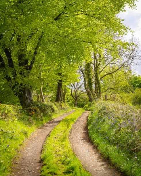 A tree lined beautiful countryside laneway twisting into the distance, with lush foliage on the trees and lots of green grass, on a summer day with sunny sky and broken clouds, shot in County Antrim, Northern Ireland, with grass growing in between the tracks