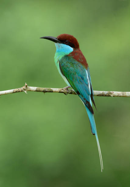 푸른 목이 있는 꿀벌 먹는 사람 - bee eater colorful bird beautiful bird animal 뉴스 사진 이미지