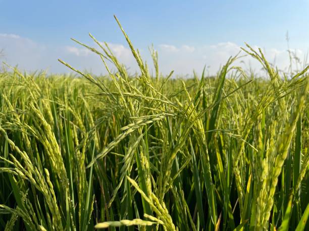 istock Young green ears of rice. 1320527396
