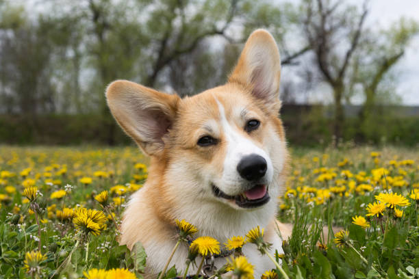 istock corgi puppy on a meadow in spring 1320530019