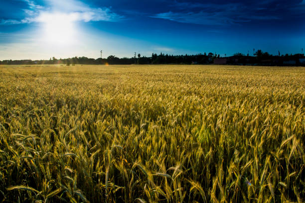 istock Wheat field at sunrise on a spring day 1320530237