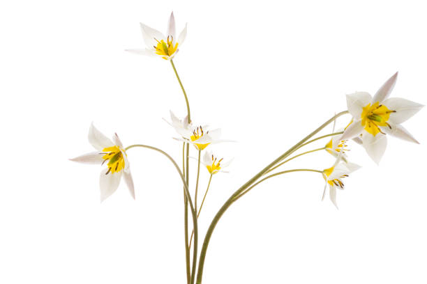 istock wild tulip isolated 1320531258