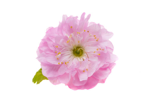 istock almond flower isolated 1320531463