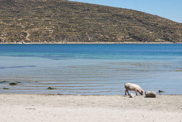 istock Pig in Challapampa beach, Isla del Sol, Lake Titicaca. 1320531994