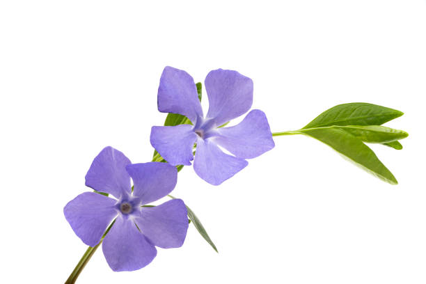 istock beautiful flowers periwinkle isolated 1320532045