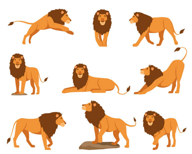 Lion character vector illustrations set Lion character vector illustrations set. Orange cartoon feline, king of animals with tail lying, jumping, walking, stretching isolated on white background. Nature, wildlife, animals, mascot concept lion feline stock illustrations