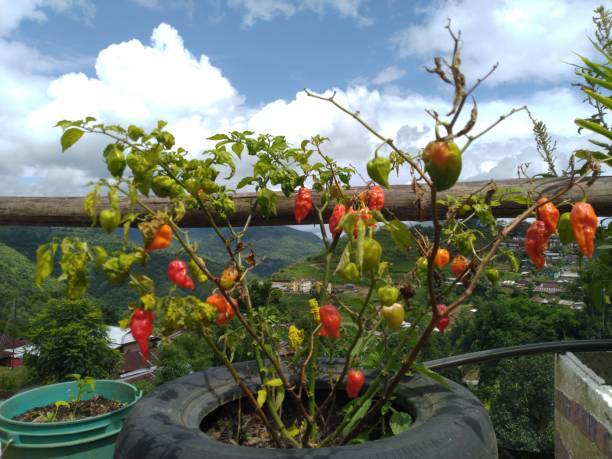 Naga King Chilli plantation at Home