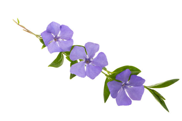 istock beautiful flowers periwinkle isolated 1320532117