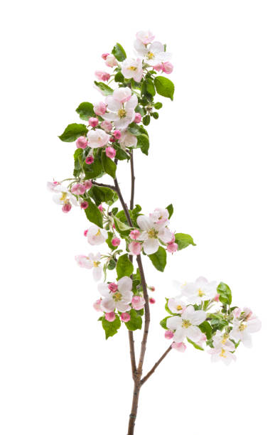 istock branch with apple tree flowers isolated 1320532125