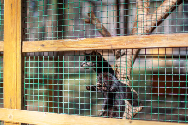 istock Small black animal European mink in a cage, behind bars. 1320532132