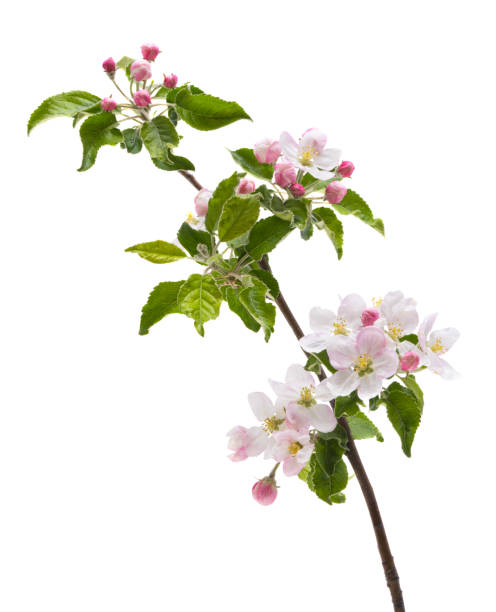 istock branch with apple tree flowers isolated 1320532150