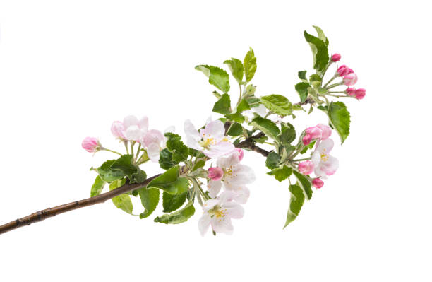 istock branch with apple tree flowers isolated 1320532158