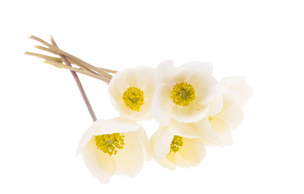 istock hellebore flower isolated 1320532330