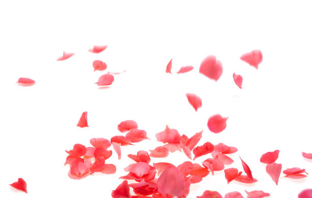 istock petals chaenomeles isolated 1320532387
