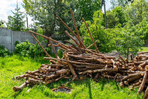 istock Peeled, uncut logs lying on a pile on the ground in the backyard. 1320534576