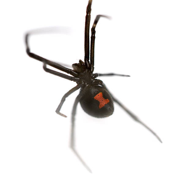 Black Widow Female Southern Black Widow (Latrodectus mactans) isolated on white background. black widow spider photos stock pictures, royalty-free photos & images