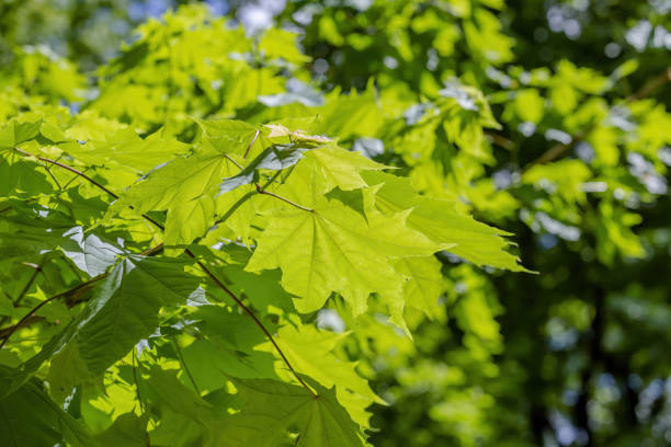 istock A branch with bright green leaves of a summer maple 1320535577