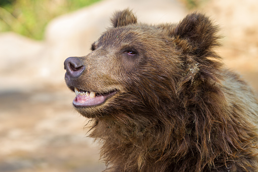 Portrait of a bear that values teeth.