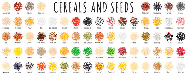 Large healthy cereal and seed set as beans, rice, buckwheat, quinoa, chia, pumpkin, chickpea, barley, oat, flax. Large healthy cereal and seed set as beans, rice, quinoa, chia, pumpkin, chickpea, barley, oat, flax. Natural diet energy protein organic super food collection. Vector cartoon isolated illustration. organic red cowpea beans stock illustrations