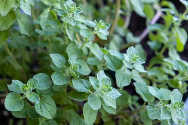 Fresh oregano properties concept. Origanum vulgare aromatic green healthy perennial herb with antibacterial activity, anti-inflammatory, antimicrobial, antioxidants, vitamins. Closeup blur background.