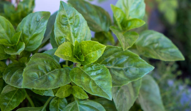Fresh green basil broadleaf plant background.