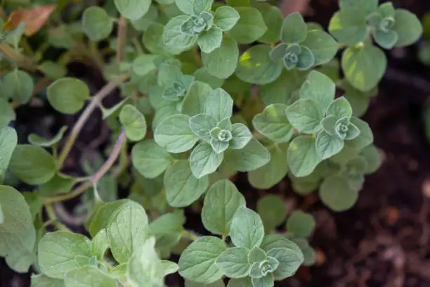 Fresh oregano, origanum vulgare, wild marjoram background. Green leaves of fresh healthy organic aromatic nutrition flowering plant, perennial herb, used as condiment at culinary, cuisine. Close up.