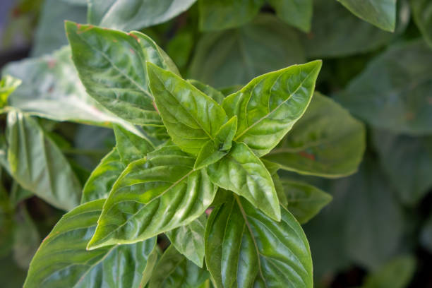 Fresh green basil broadleaf plant background.