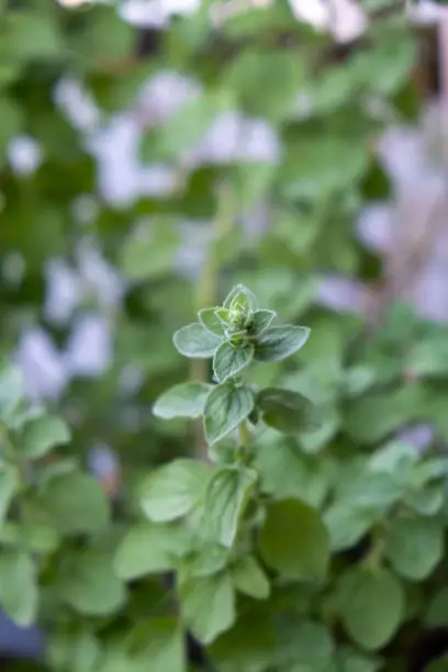 Perennial herb concept. Green leaves of oregano origanum vulgare, wild marjoram. Fresh healthy organic aromatic nutrition homeopathic flowering plant. Vertical, space, close up. Blur plant background.