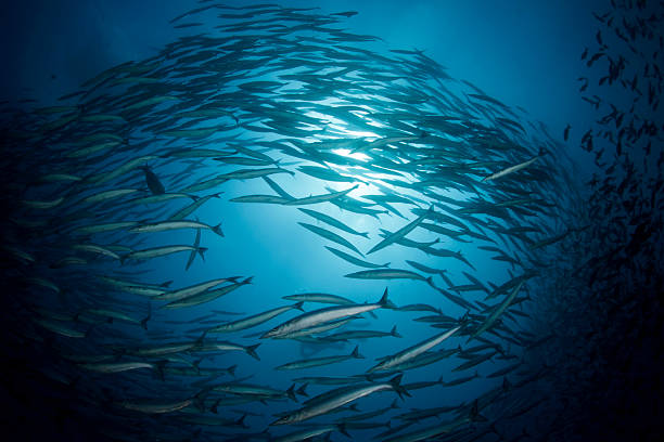 istock Battery of Barracudas 132053656