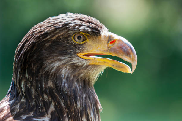 Portrait of a young bald eagle - Haliaeetus leucocephalus with nice green background and bokeh Portrait of a young bald eagle - Haliaeetus leucocephalus with nice green background and bokeh. eagle bald eagle american culture feather stock pictures, royalty-free photos & images