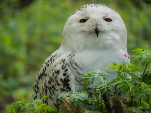 눈 올빼미를 닫습니다 - owl snowy owl snow isolated 뉴스 사진 이미지