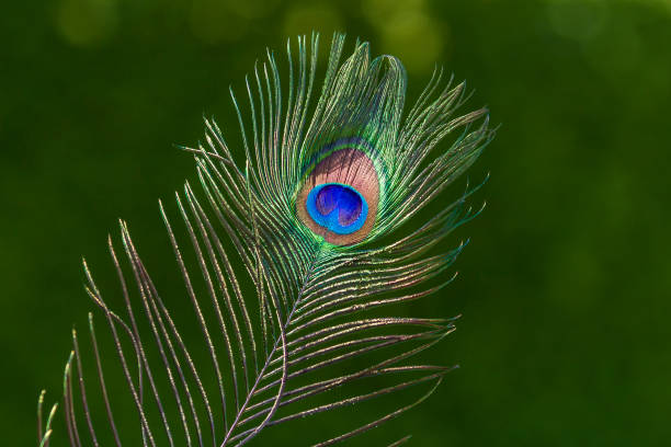 667 Funny Peacock Stock Photos, Pictures & Royalty-Free Images - iStock