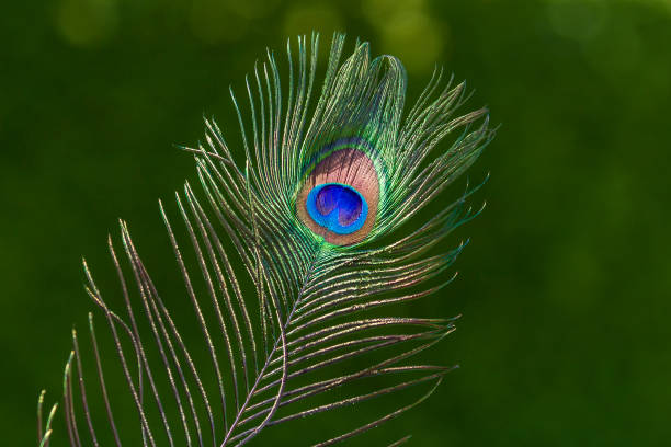 667 Funny Peacock Stock Photos, Pictures & Royalty-Free Images - iStock 667 Funny Peacock Stock Photos, Pictures & Royalty-Free Images - iStock
