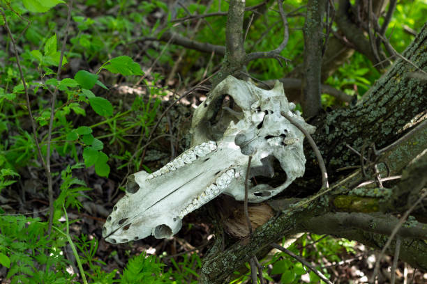 istock Old wild boar skull in the forest 1320537990