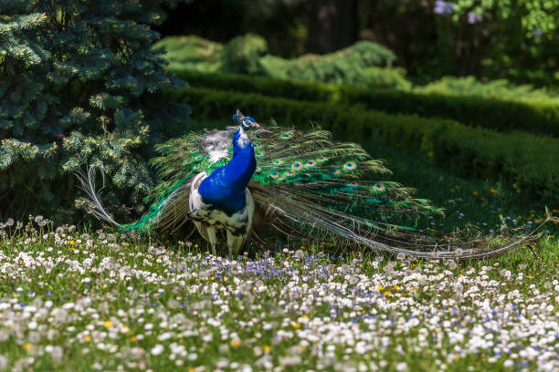 istock Pavo cristatus on a blooming meadow 1320538804