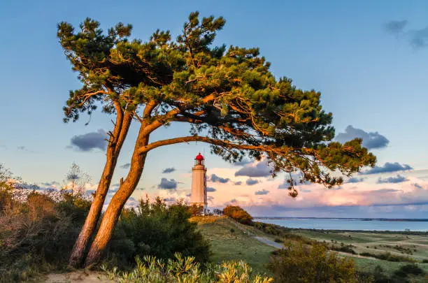 View of a pine tree and the lighthouse Dornbusch on the Baltic Sea island of Hiddensee shortly before sunset.